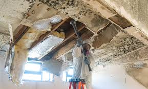 Best Asbestos and Lead Testing During Mold Inspection in Tazewell, VA